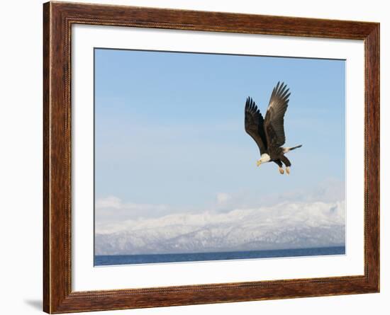 Bald Eagle in Flight with Upbeat Wingspread, Homer, Alaska, USA-Arthur Morris-Framed Photographic Print