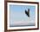 Bald Eagle in Flight with Upbeat Wingspread, Homer, Alaska, USA-Arthur Morris-Framed Photographic Print