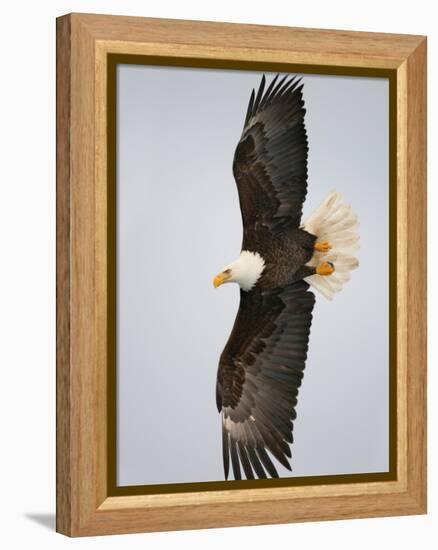 Bald Eagle in Flight with Wingspread, Homer, Alaska, USA-Arthur Morris-Framed Premier Image Canvas