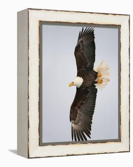 Bald Eagle in Flight with Wingspread, Homer, Alaska, USA-Arthur Morris-Framed Premier Image Canvas