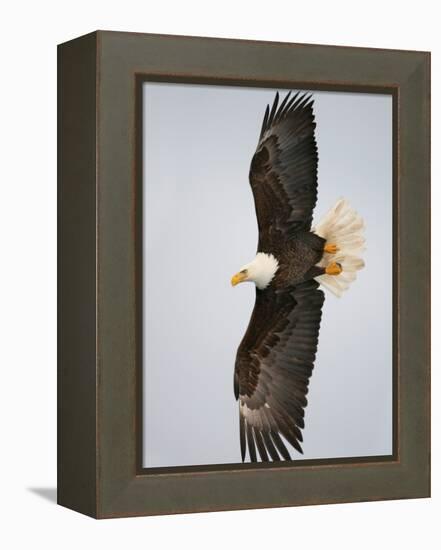 Bald Eagle in Flight with Wingspread, Homer, Alaska, USA-Arthur Morris-Framed Premier Image Canvas