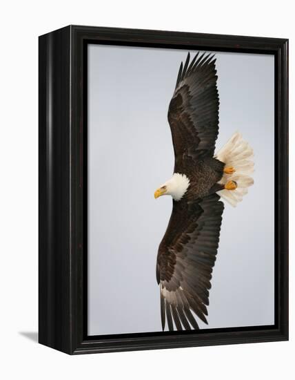 Bald Eagle in Flight with Wingspread, Homer, Alaska, USA-Arthur Morris-Framed Premier Image Canvas