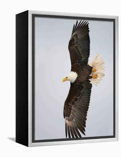 Bald Eagle in Flight with Wingspread, Homer, Alaska, USA-Arthur Morris-Framed Premier Image Canvas