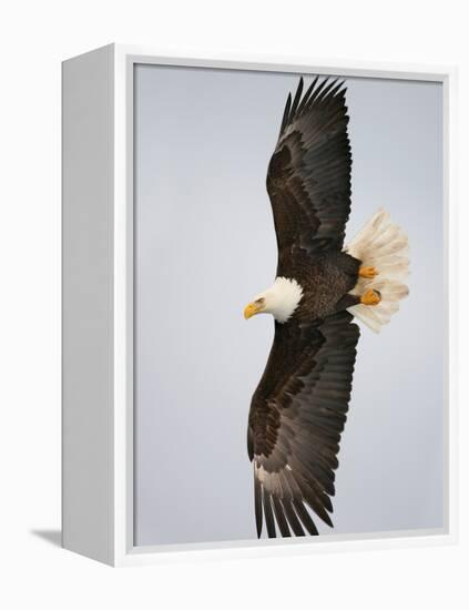 Bald Eagle in Flight with Wingspread, Homer, Alaska, USA-Arthur Morris-Framed Premier Image Canvas