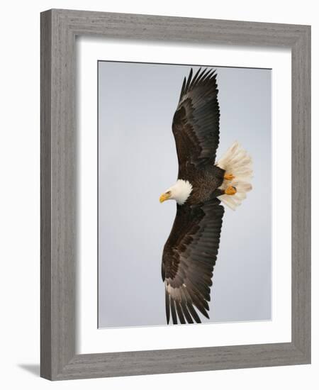 Bald Eagle in Flight with Wingspread, Homer, Alaska, USA-Arthur Morris-Framed Photographic Print