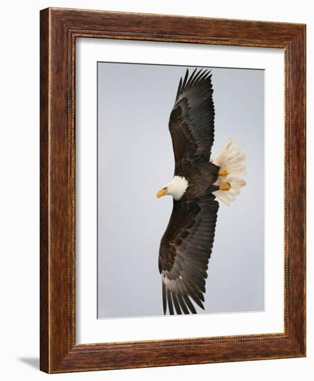 Bald Eagle in Flight with Wingspread, Homer, Alaska, USA-Arthur Morris-Framed Photographic Print