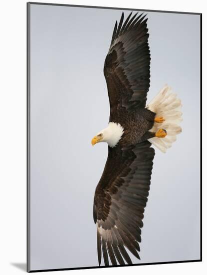 Bald Eagle in Flight with Wingspread, Homer, Alaska, USA-Arthur Morris-Mounted Photographic Print