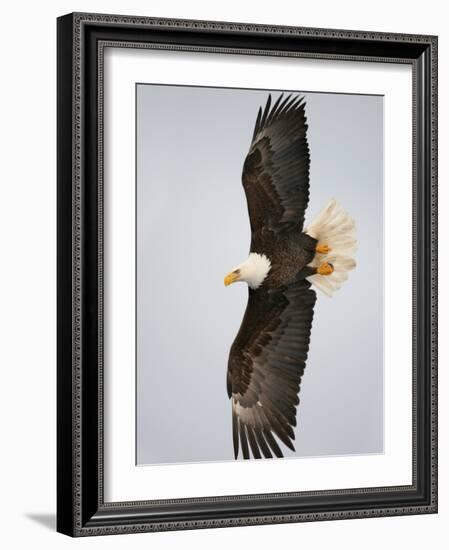 Bald Eagle in Flight with Wingspread, Homer, Alaska, USA-Arthur Morris-Framed Photographic Print