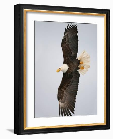 Bald Eagle in Flight with Wingspread, Homer, Alaska, USA-Arthur Morris-Framed Photographic Print