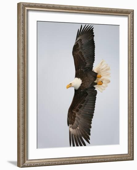 Bald Eagle in Flight with Wingspread, Homer, Alaska, USA-Arthur Morris-Framed Photographic Print