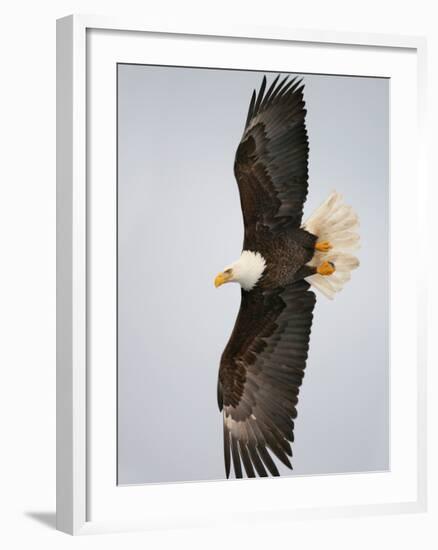 Bald Eagle in Flight with Wingspread, Homer, Alaska, USA-Arthur Morris-Framed Photographic Print