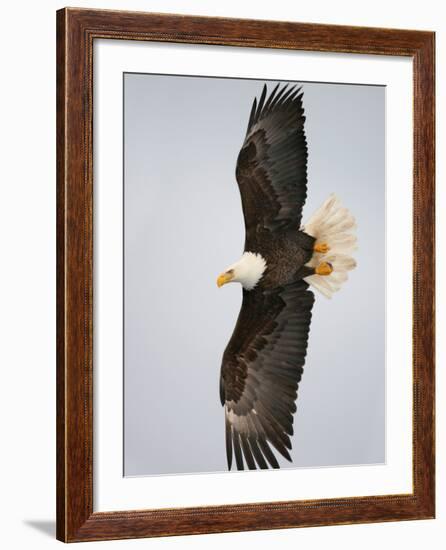 Bald Eagle in Flight with Wingspread, Homer, Alaska, USA-Arthur Morris-Framed Photographic Print