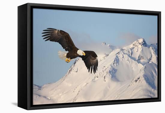 Bald Eagle in Flight-null-Framed Premier Image Canvas