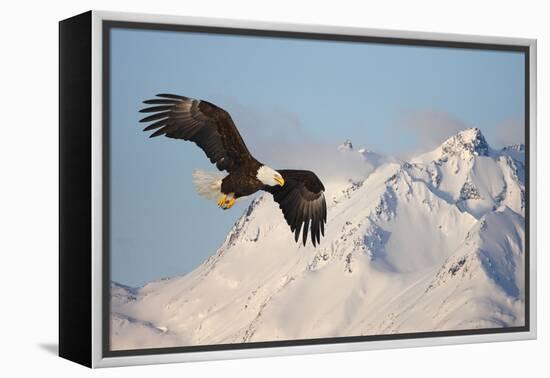 Bald Eagle in Flight-null-Framed Premier Image Canvas