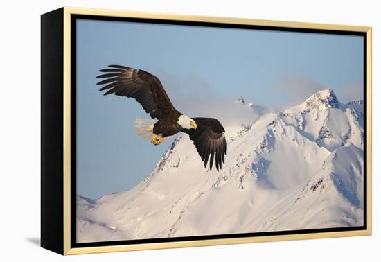 Bald Eagle in Flight-null-Framed Premier Image Canvas