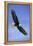 Bald Eagle in Flight-null-Framed Premier Image Canvas