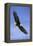 Bald Eagle in Flight-null-Framed Premier Image Canvas