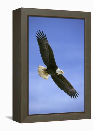 Bald Eagle in Flight-null-Framed Premier Image Canvas