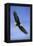 Bald Eagle in Flight-null-Framed Premier Image Canvas