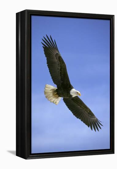 Bald Eagle in Flight-null-Framed Premier Image Canvas
