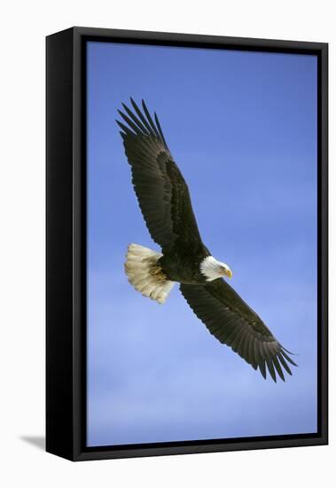 Bald Eagle in Flight-null-Framed Premier Image Canvas