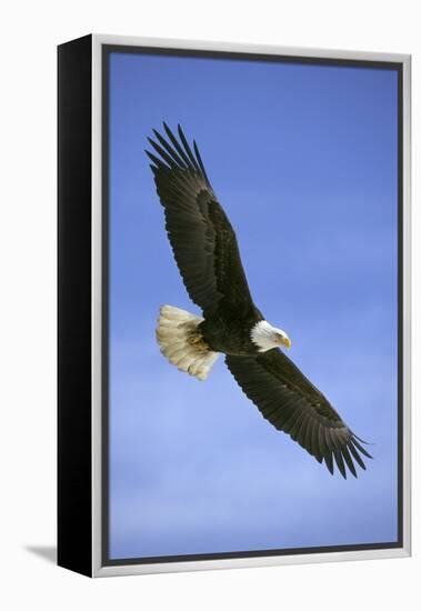 Bald Eagle in Flight-null-Framed Premier Image Canvas