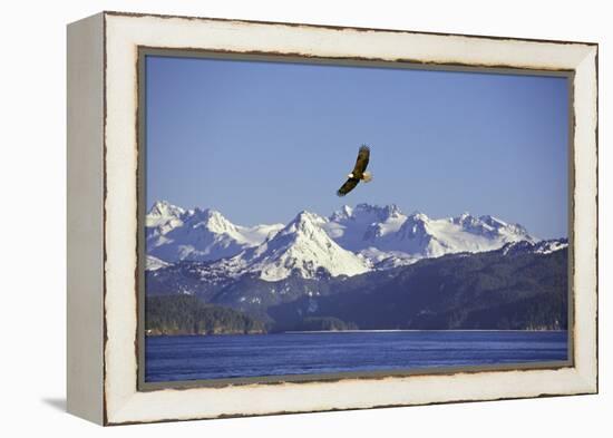 Bald Eagle in Flight-null-Framed Premier Image Canvas