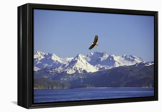 Bald Eagle in Flight-null-Framed Premier Image Canvas