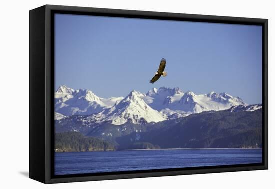 Bald Eagle in Flight-null-Framed Premier Image Canvas