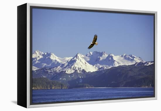 Bald Eagle in Flight-null-Framed Premier Image Canvas