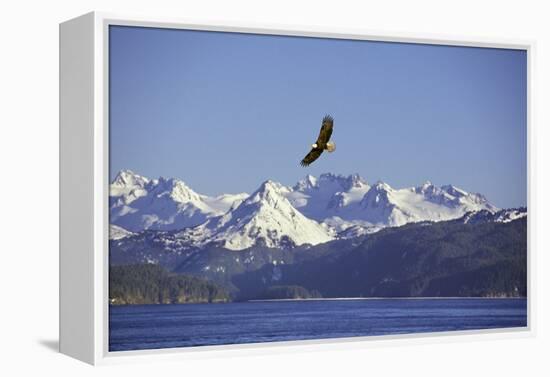 Bald Eagle in Flight-null-Framed Premier Image Canvas