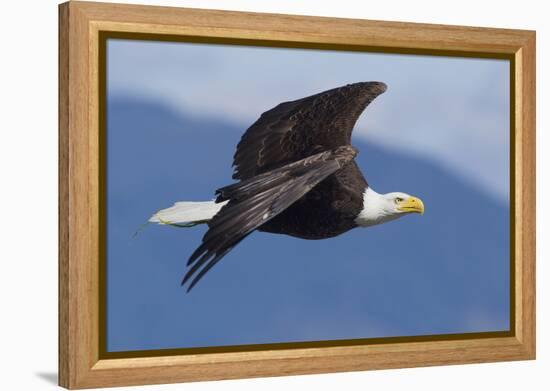 Bald Eagle in Flight-Ken Archer-Framed Premier Image Canvas