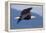 Bald Eagle in Flight-Ken Archer-Framed Premier Image Canvas