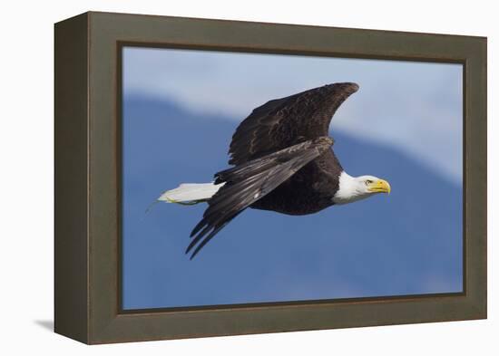 Bald Eagle in Flight-Ken Archer-Framed Premier Image Canvas