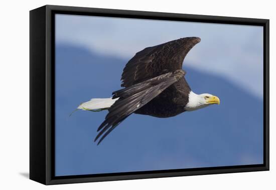 Bald Eagle in Flight-Ken Archer-Framed Premier Image Canvas