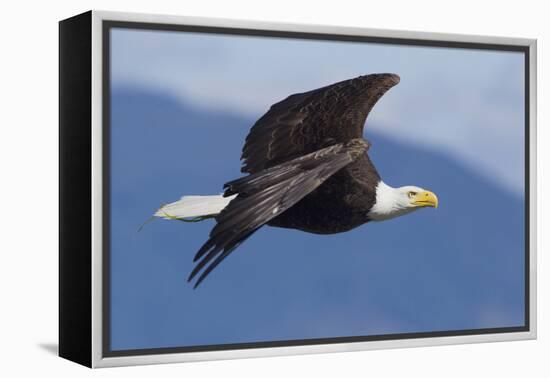 Bald Eagle in Flight-Ken Archer-Framed Premier Image Canvas