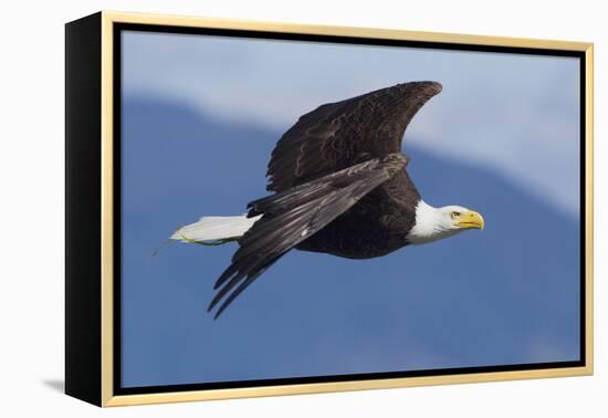 Bald Eagle in Flight-Ken Archer-Framed Premier Image Canvas