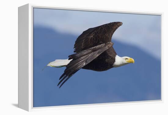 Bald Eagle in Flight-Ken Archer-Framed Premier Image Canvas