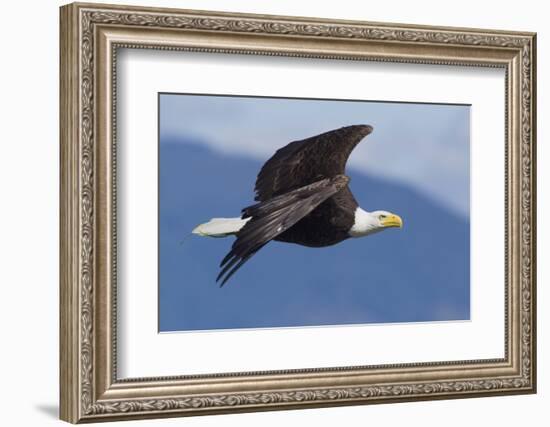 Bald Eagle in Flight-Ken Archer-Framed Photographic Print