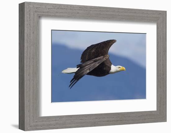 Bald Eagle in Flight-Ken Archer-Framed Photographic Print