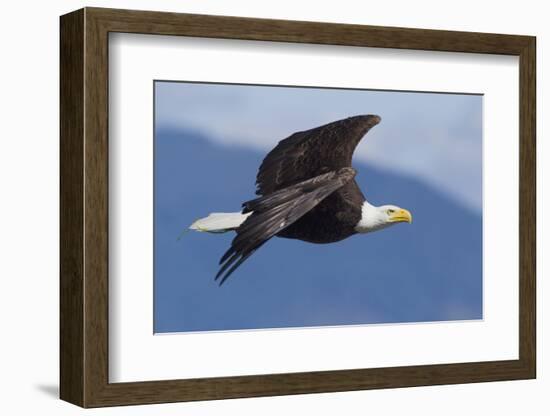 Bald Eagle in Flight-Ken Archer-Framed Photographic Print