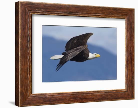 Bald Eagle in Flight-Ken Archer-Framed Photographic Print