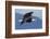 Bald Eagle in Flight-Ken Archer-Framed Photographic Print