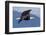 Bald Eagle in Flight-Ken Archer-Framed Photographic Print