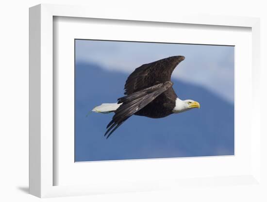 Bald Eagle in Flight-Ken Archer-Framed Photographic Print