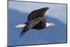 Bald Eagle in Flight-Ken Archer-Mounted Photographic Print