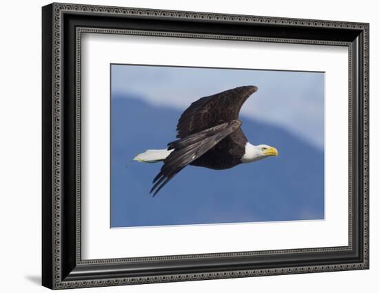 Bald Eagle in Flight-Ken Archer-Framed Photographic Print