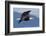 Bald Eagle in Flight-Ken Archer-Framed Photographic Print