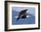 Bald Eagle in Flight-Ken Archer-Framed Photographic Print