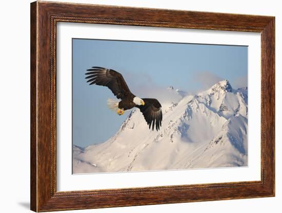 Bald Eagle in Flight-null-Framed Photographic Print